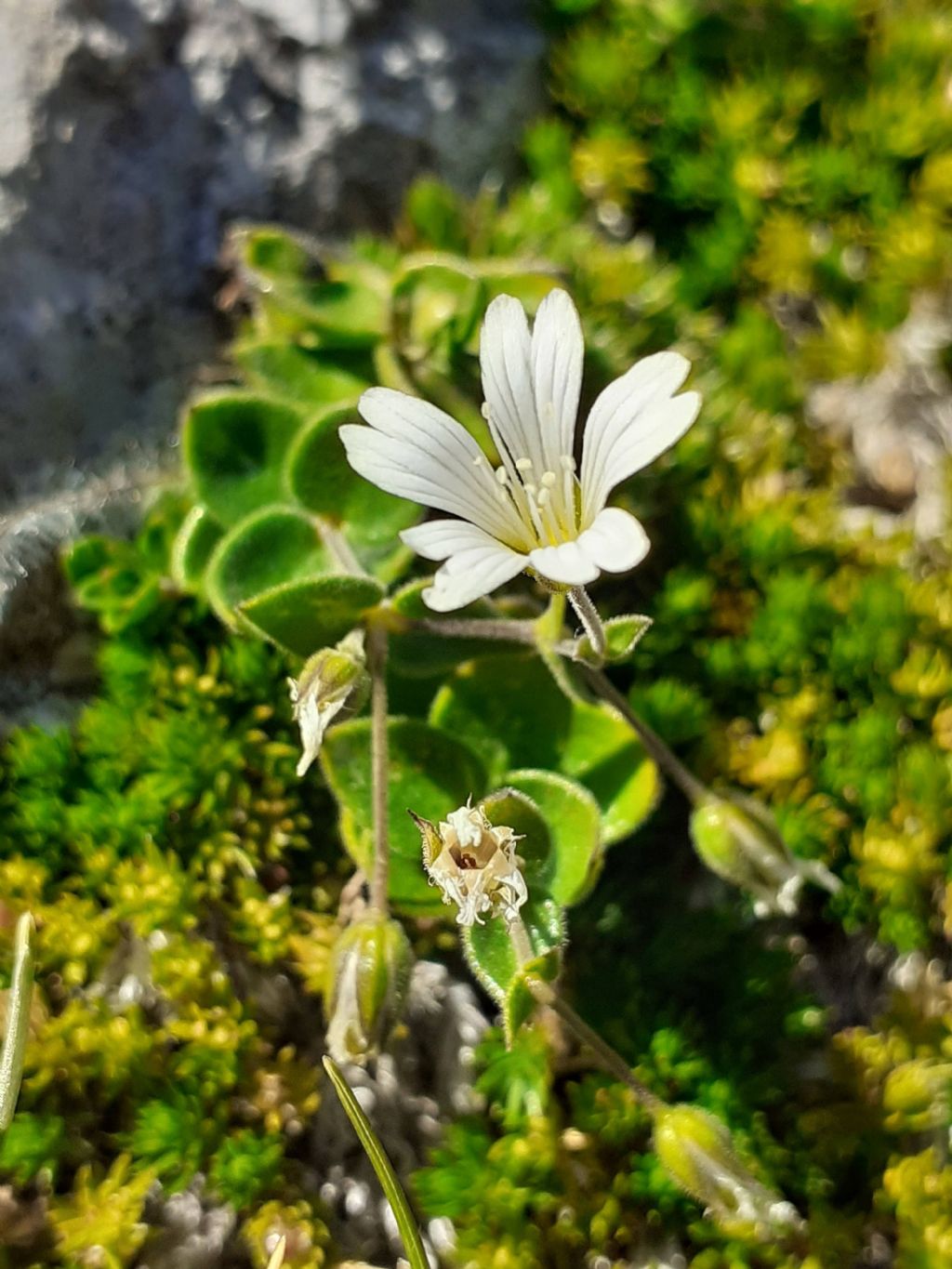 Arenaria bertoloni